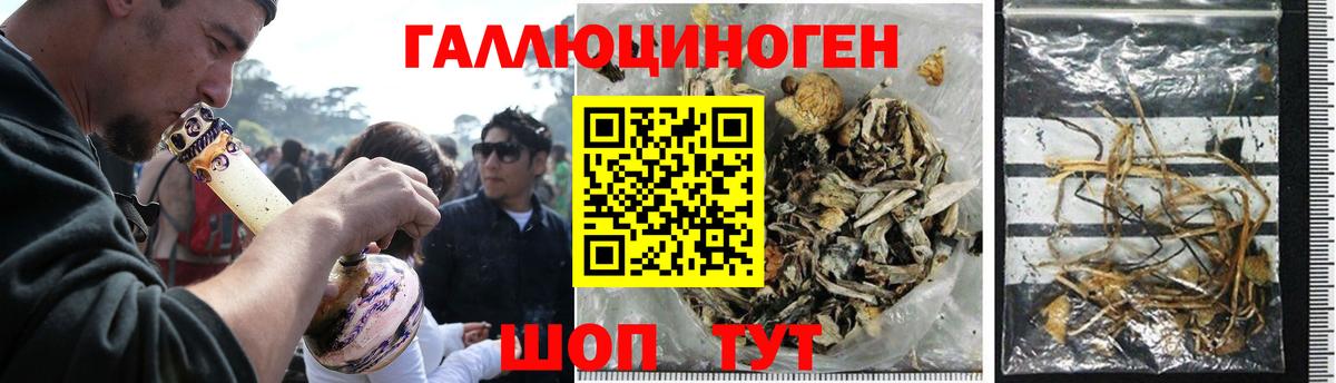 Галлюциногенные грибы Psilocybe Чайковский